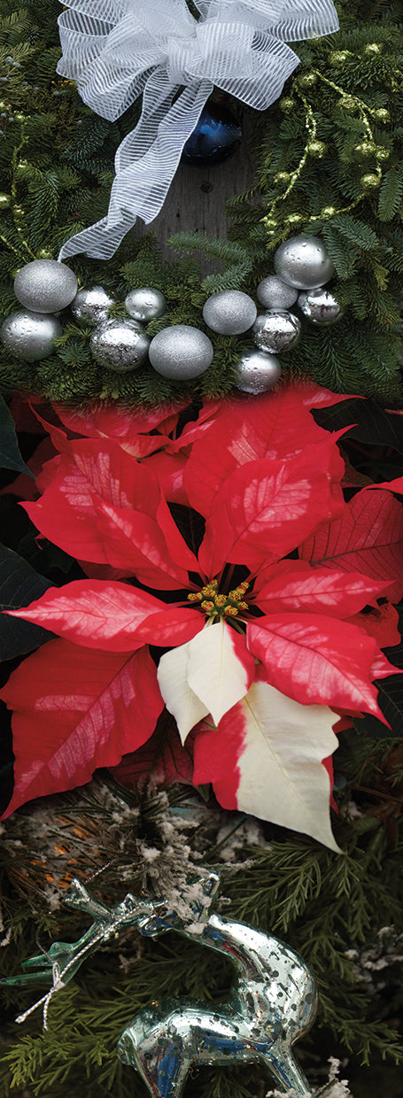 Holiday Poinsettia