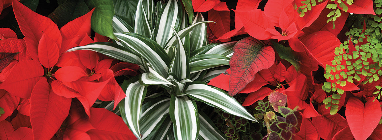 Leafy Poinsettia