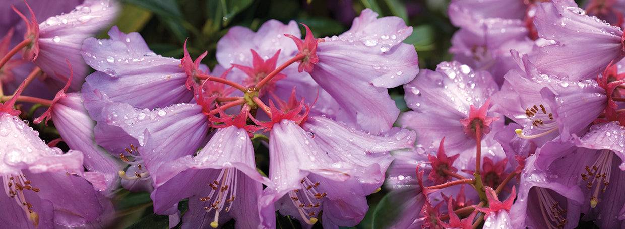 Rhodo Raindrops