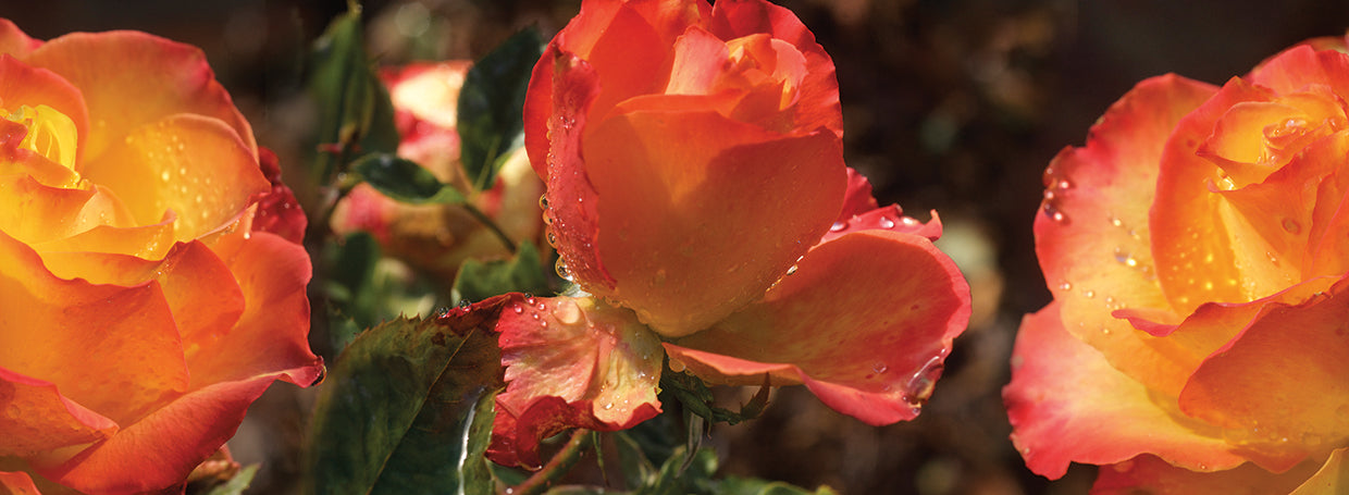 Rosas de lluvia fresca Lienzo