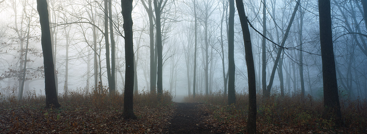 Autumn Forest Midwest