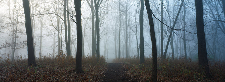 Autumn Forest Midwest