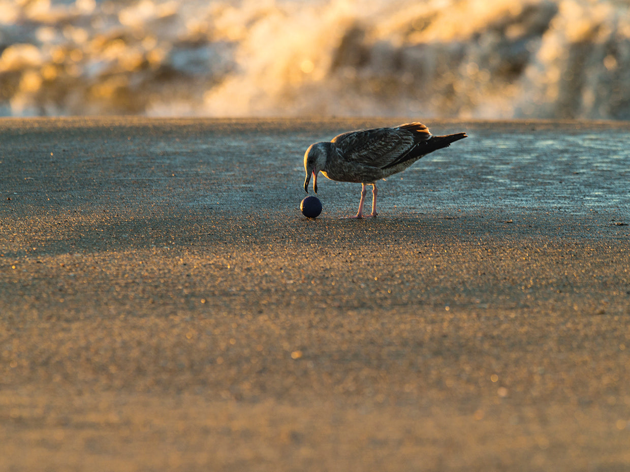 Gaviota costera OC Lienzo