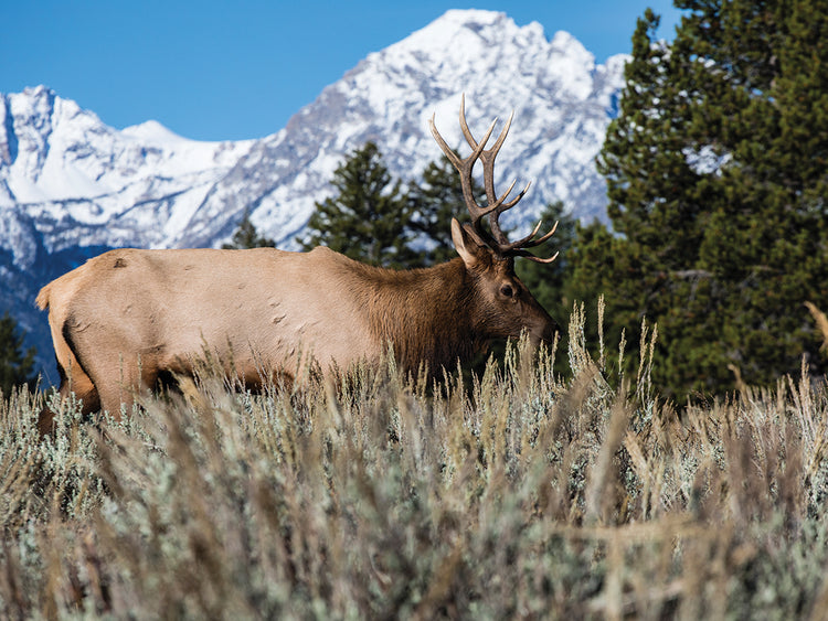 Alce de los campos de Teton Lienzo