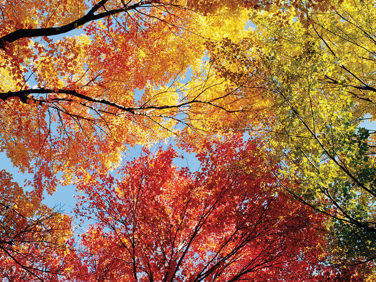 Colorful Branches Autumn