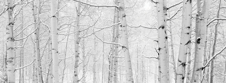 Álamos tembloses de invierno de Colorado Lienzo