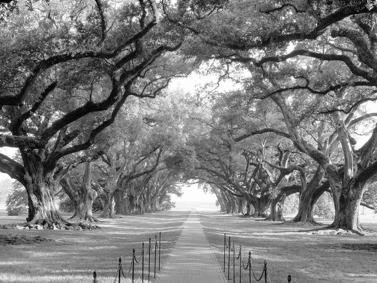 NOLA Oak Alley Lienzo