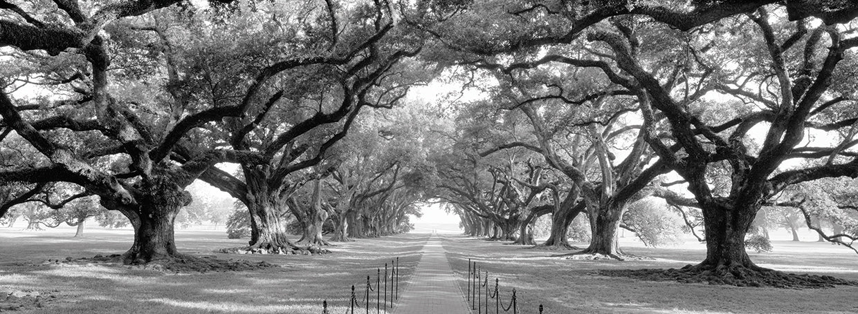 Camino de ladrillo NOLA Lienzo