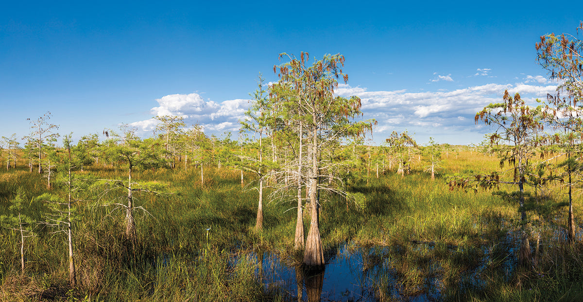 Everglades Cypress