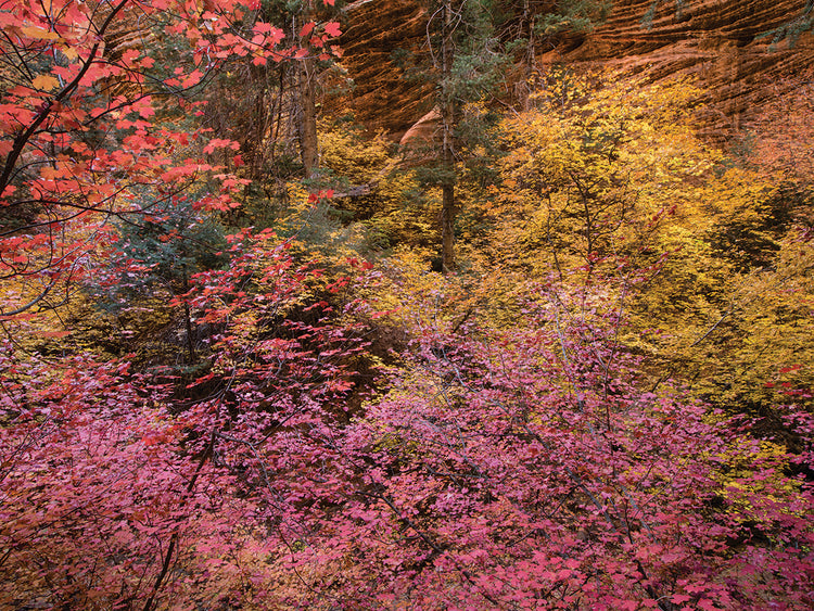 Zion Autumn Colors