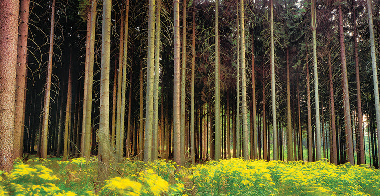 Libro de cuentos Bosque Alemania Lienzo