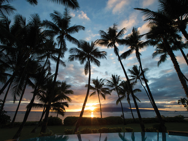 Maui Peaceful Palms