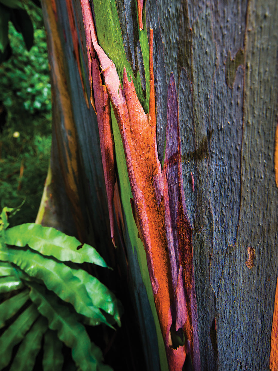 Rainbow Tree Hawaii Lienzo