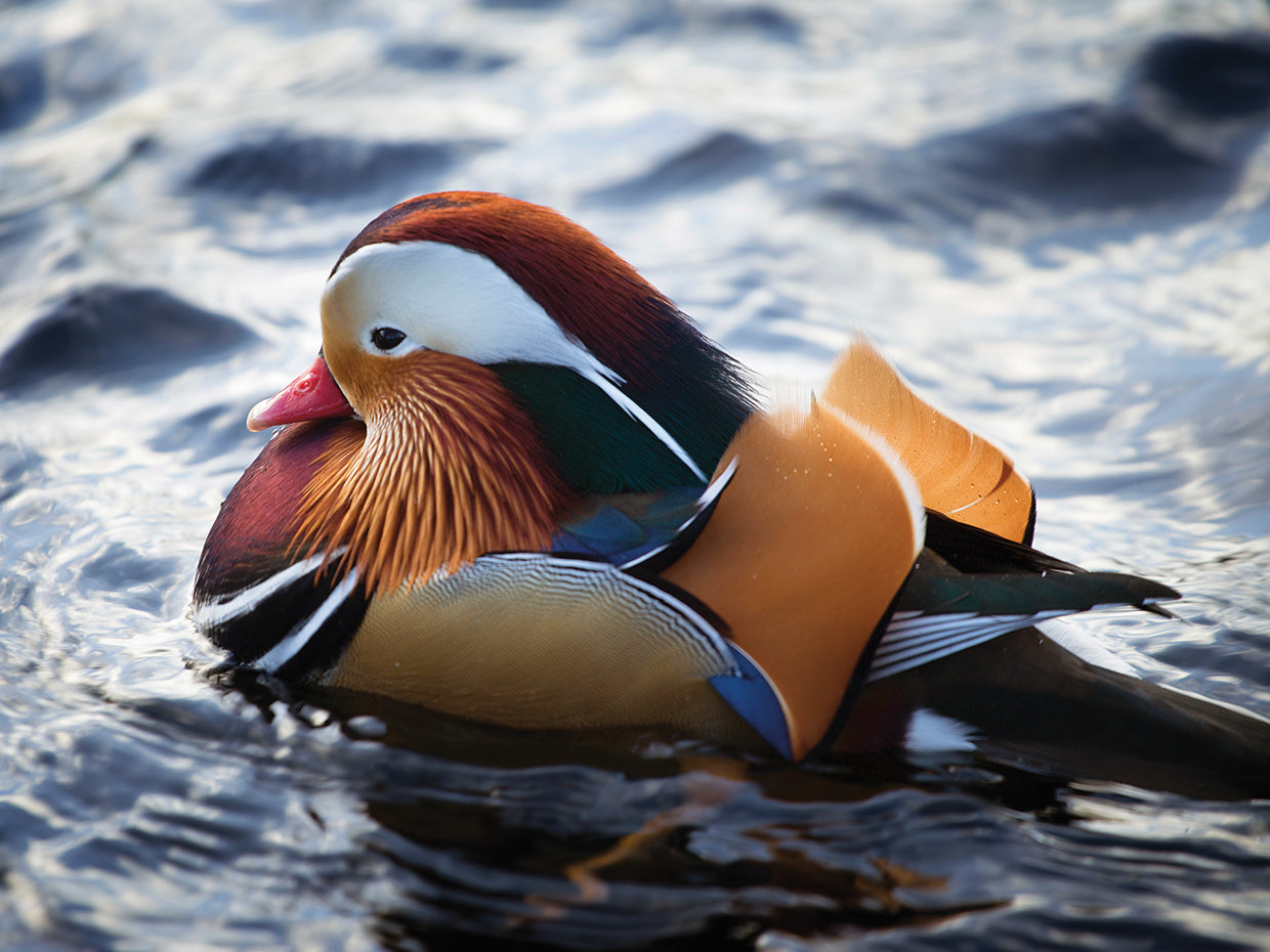 Maine Mandarin Duck