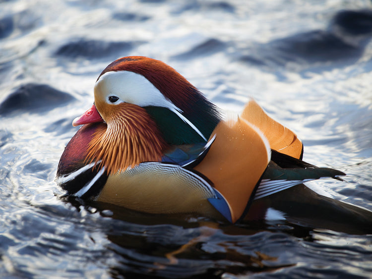 Maine Mandarin Duck