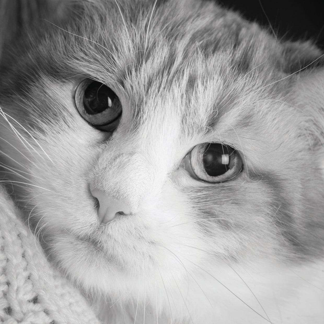 Retrato de maullido de gato Lienzo