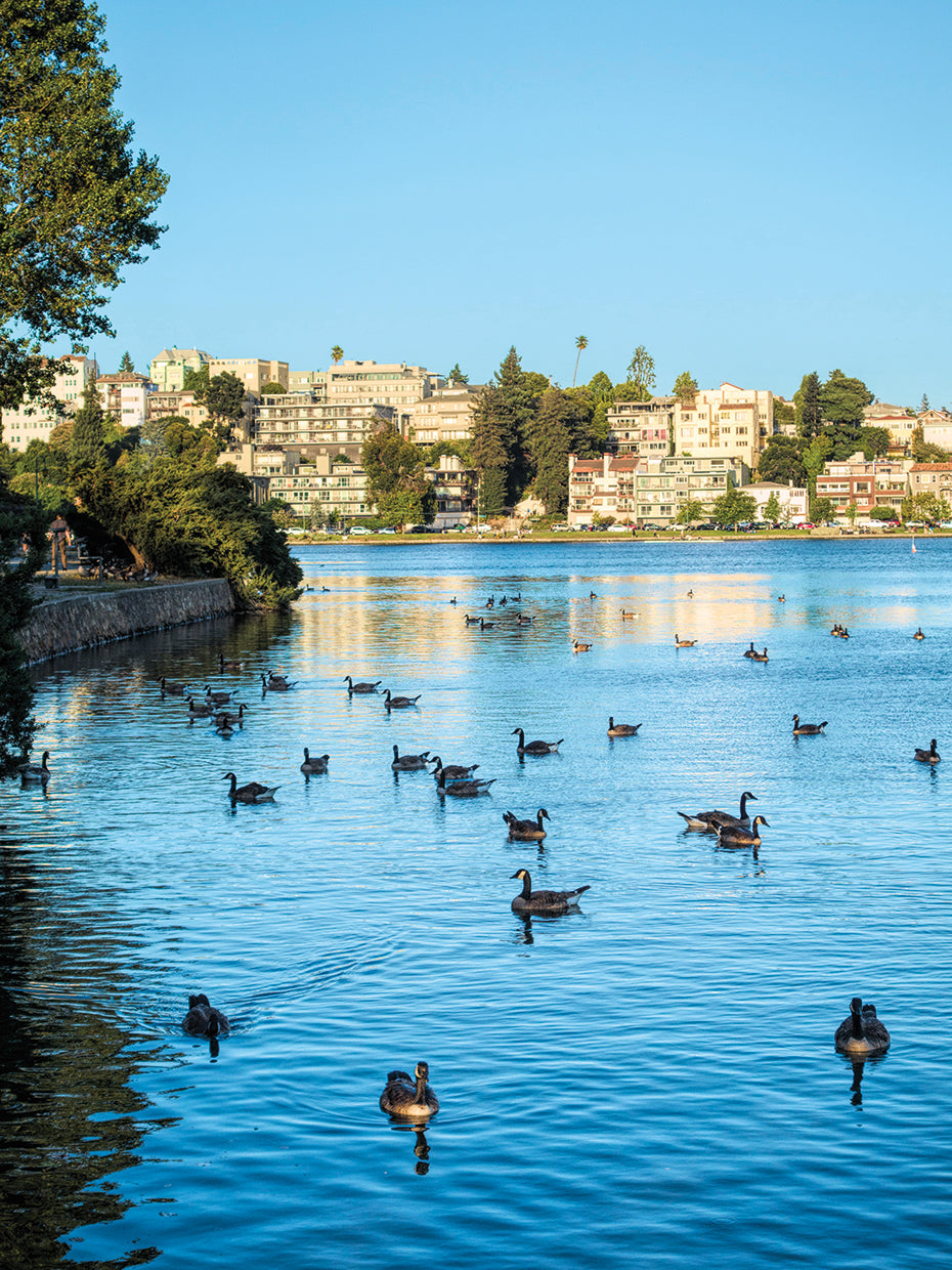 California Geese Flock