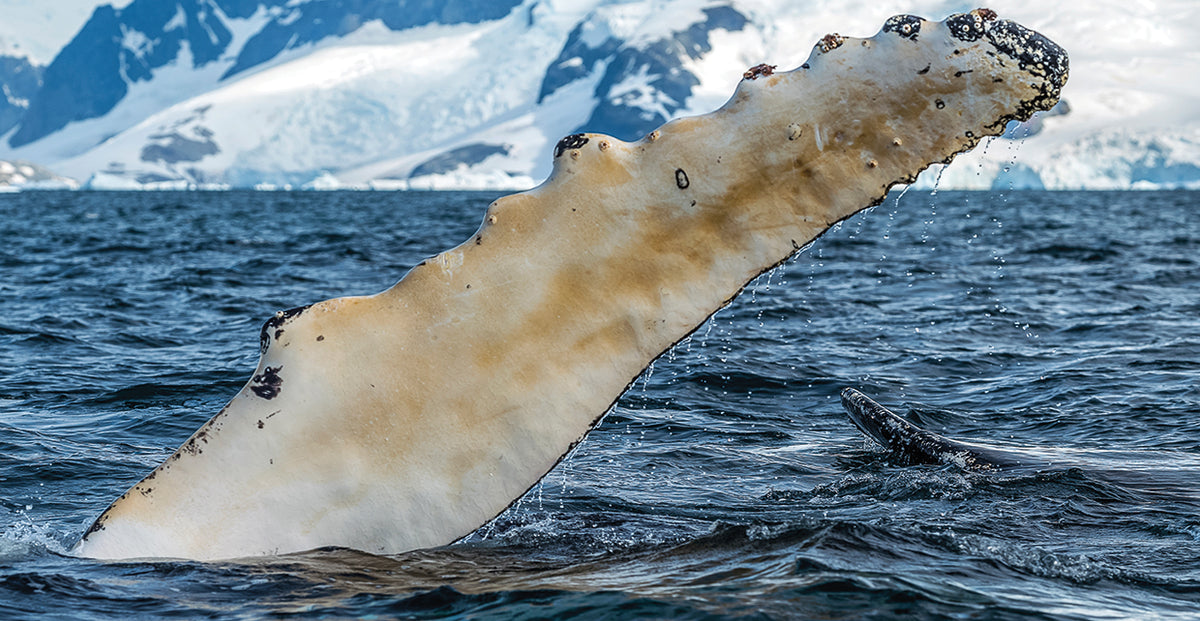 Antarctica Whale