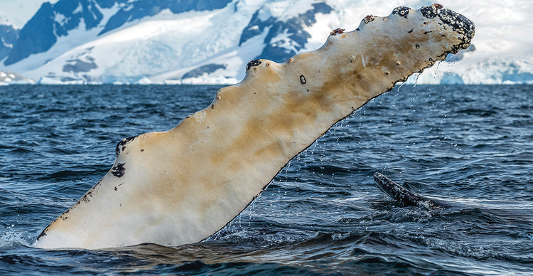Ballena antártica Lienzo