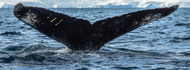 Cola de ballena Big Splash Lienzo