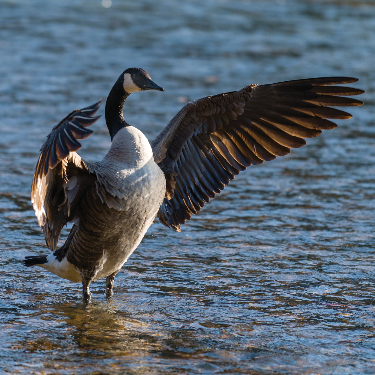 Pájaros del sur profundo Lienzo