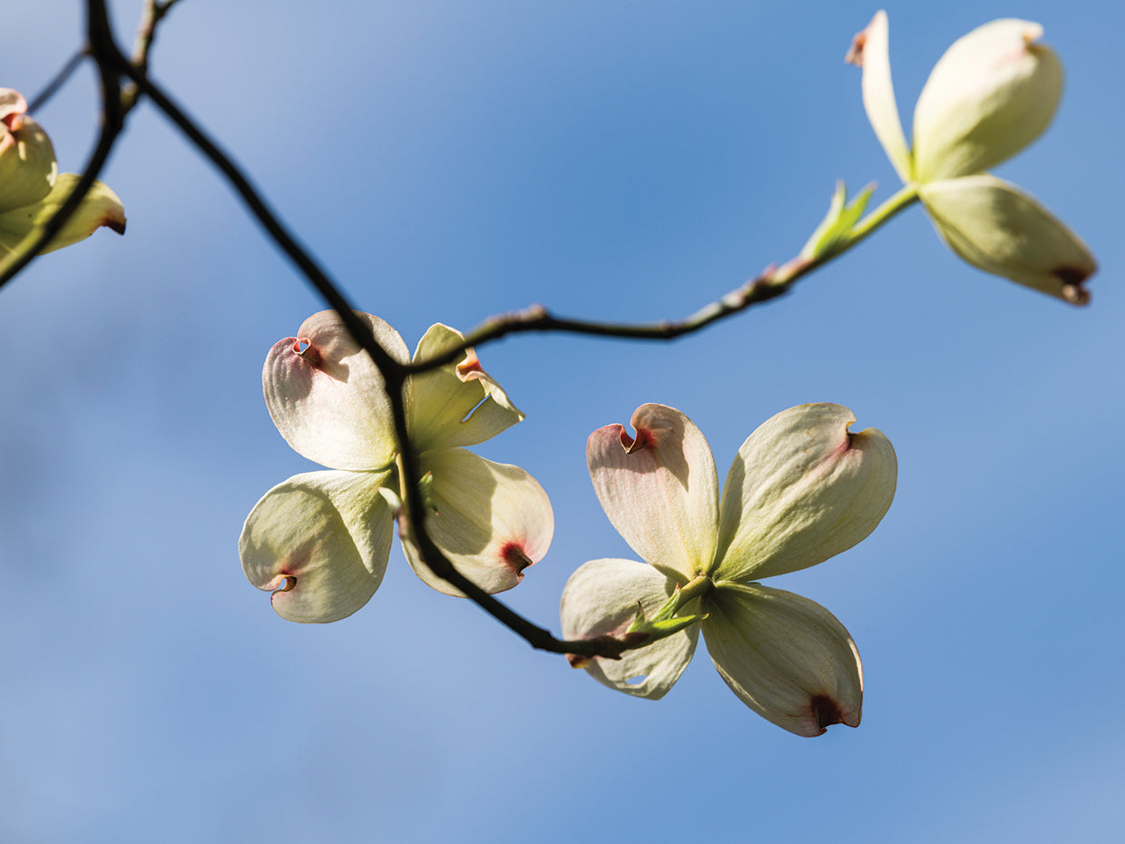 Floración GA Dogwood Lienzo