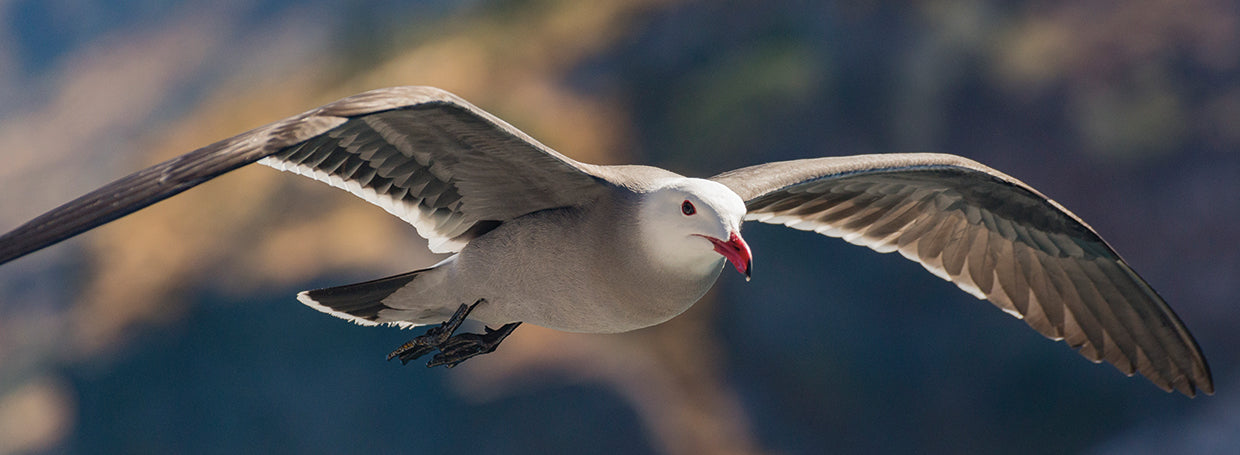 Gaviota del Mar de Cortés Lienzo