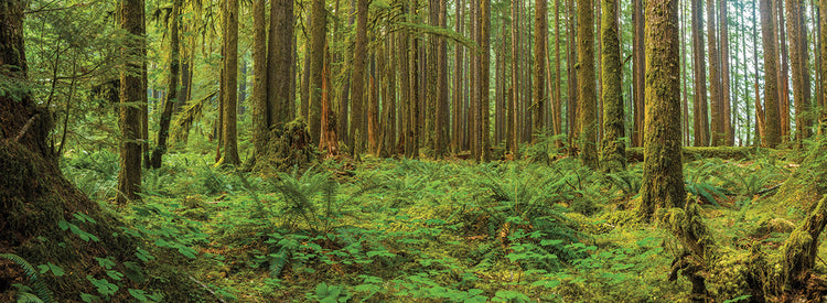 Olympic National Park