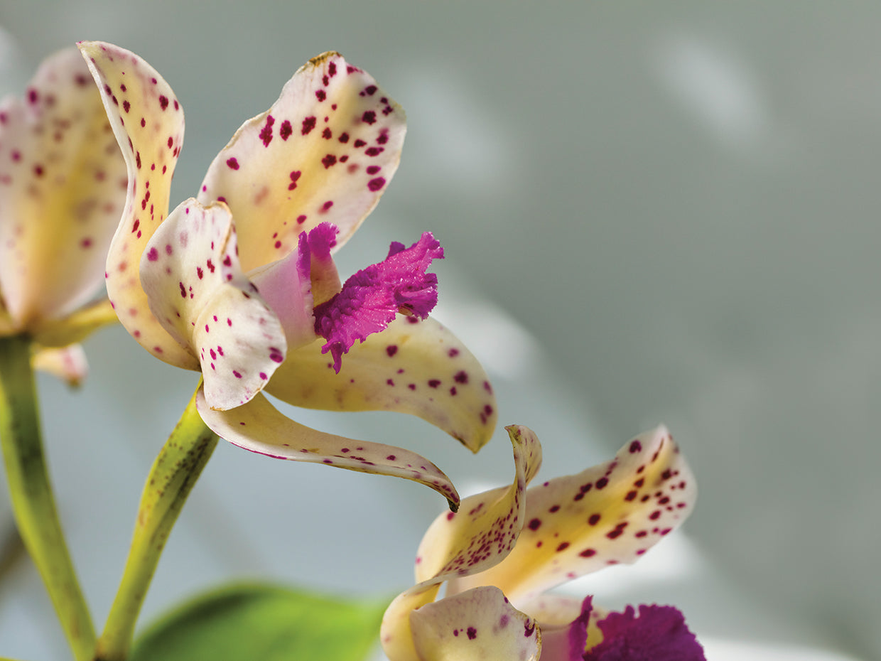 Exotic Blooming Orchids