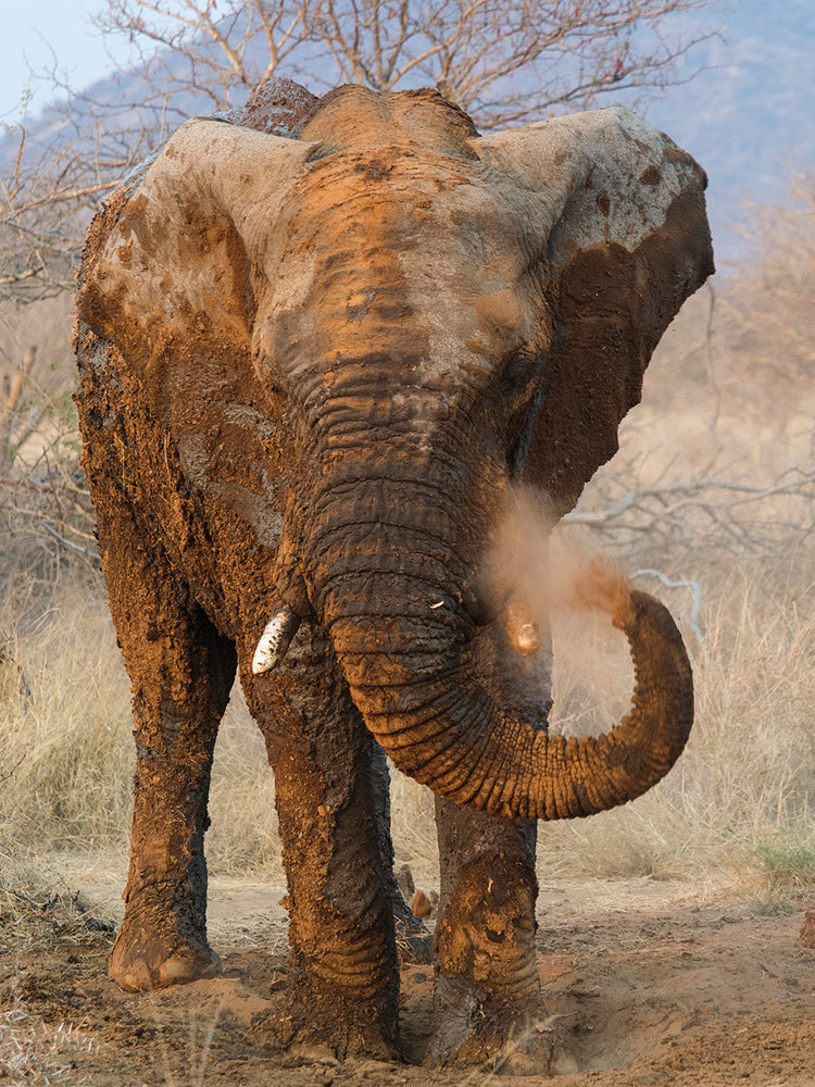 Elefante sudafricano Lienzo