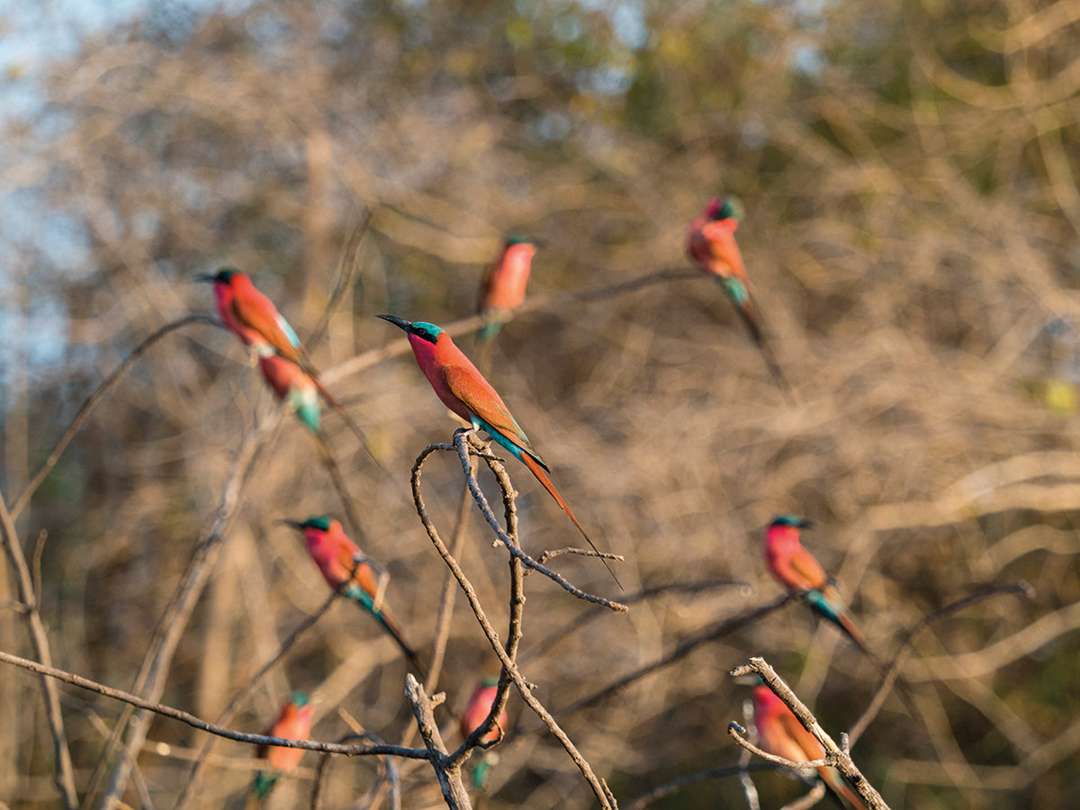 Zimbabwe Exotic Birds