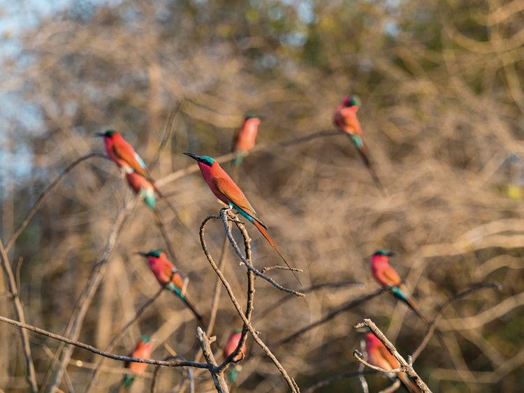 Pájaros exóticos de Zimbabue Lienzo