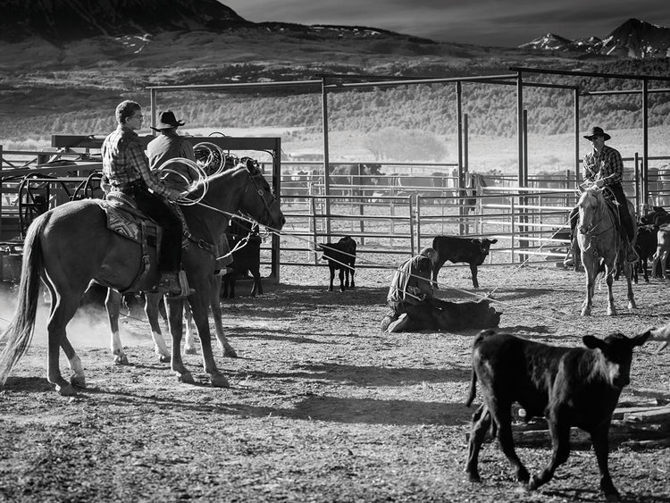Branding Cattle Utah