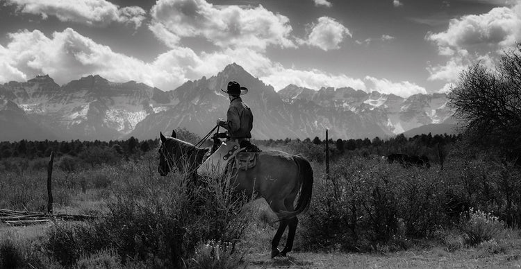 Colorado Cattle Drive