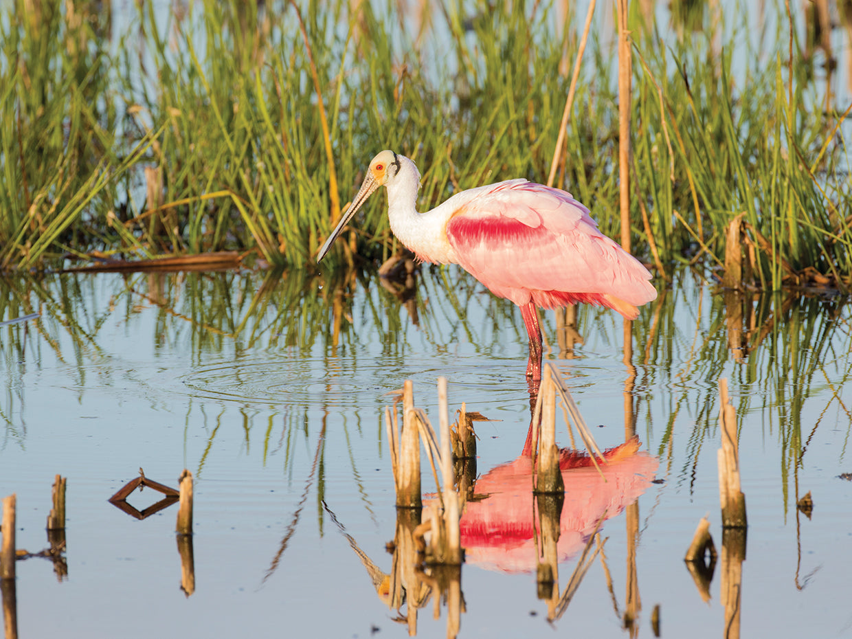 Espátula rosada de Florida Lienzo