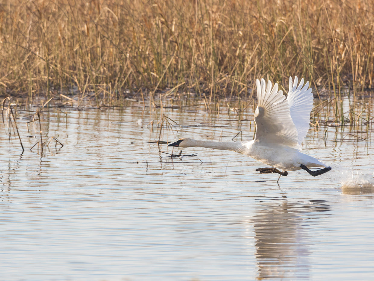 Wetlands Swan