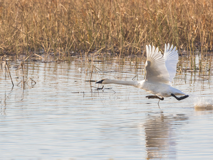 Wetlands Swan