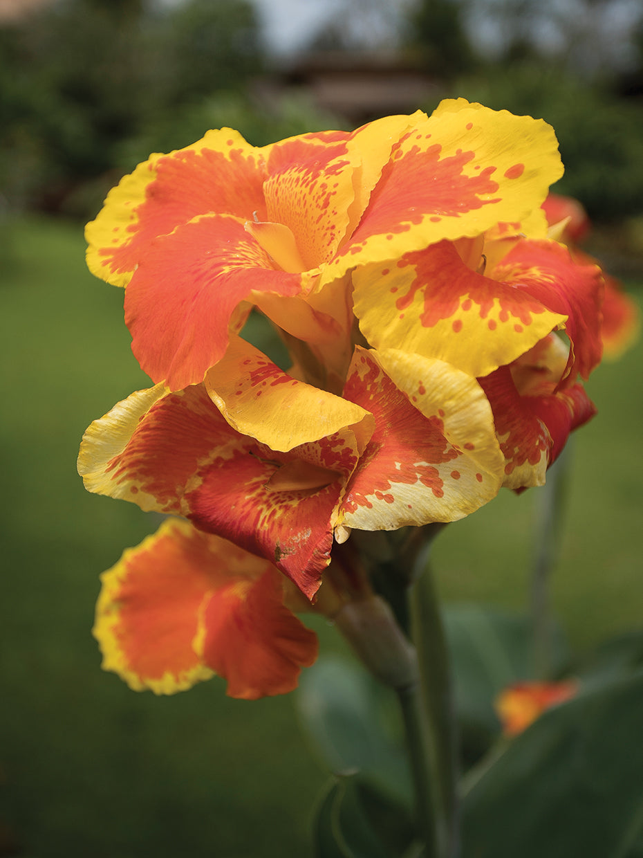 Canna Flower Costa Rica Lienzo