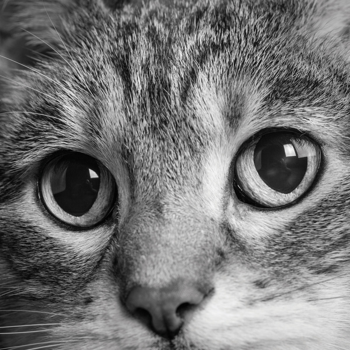 I See You Tabby Cat