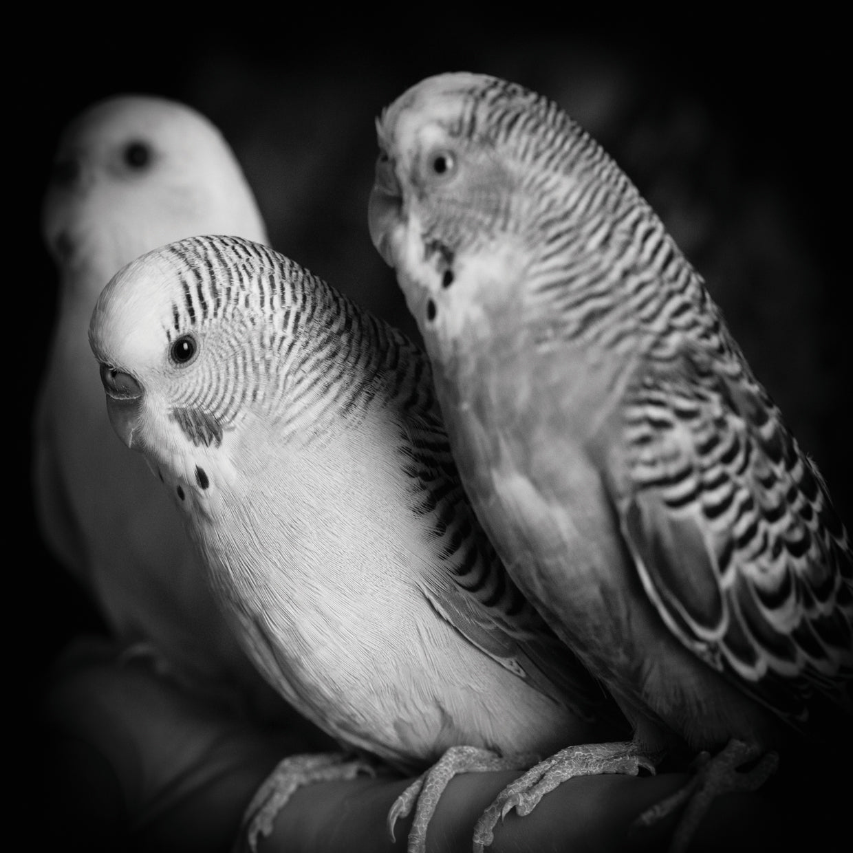 Periquito Trio BW Lienzo