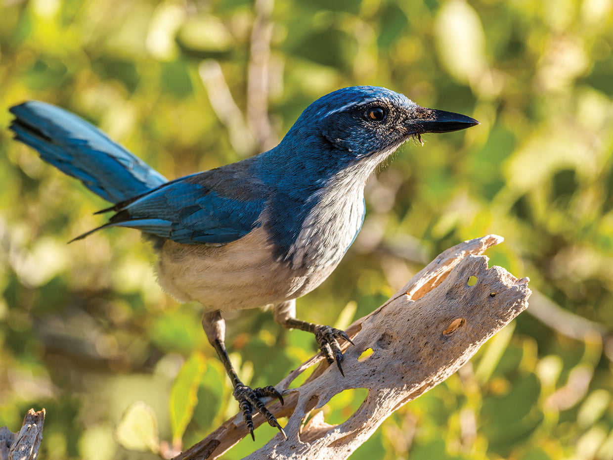 Baja Scrub Jay Lienzo