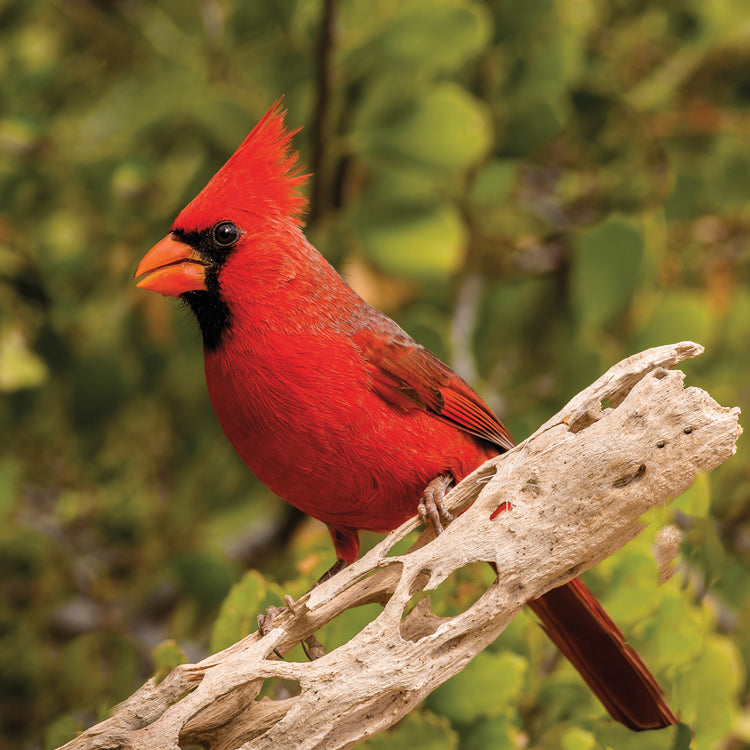 Cardenal rojo de Baja Lienzo