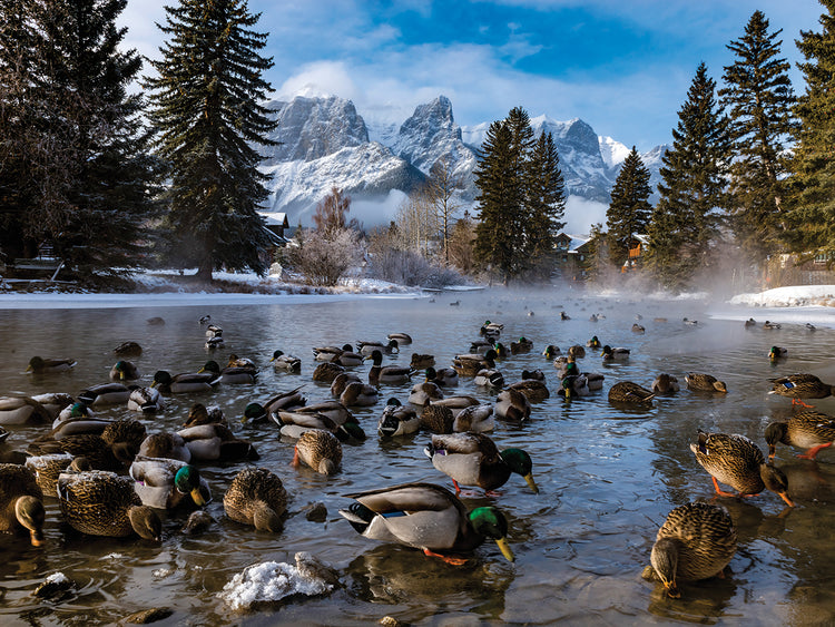 Canandian Creek Ducks
