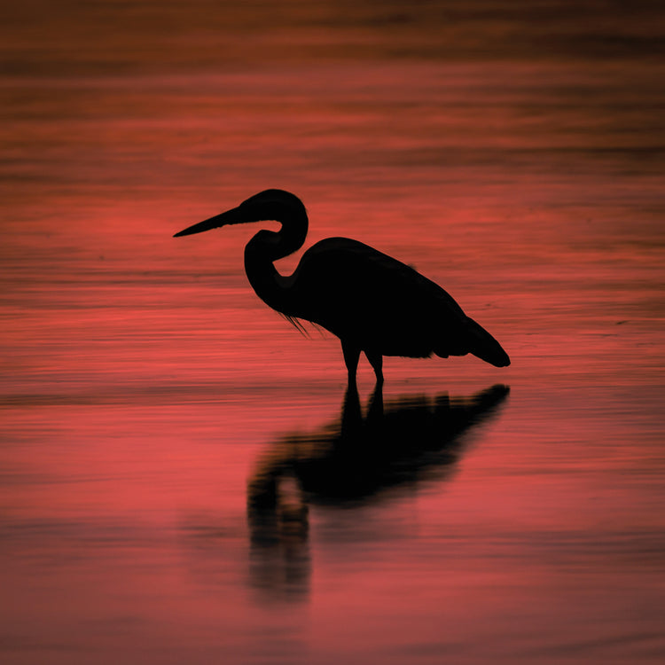 Garza azul baja Lienzo