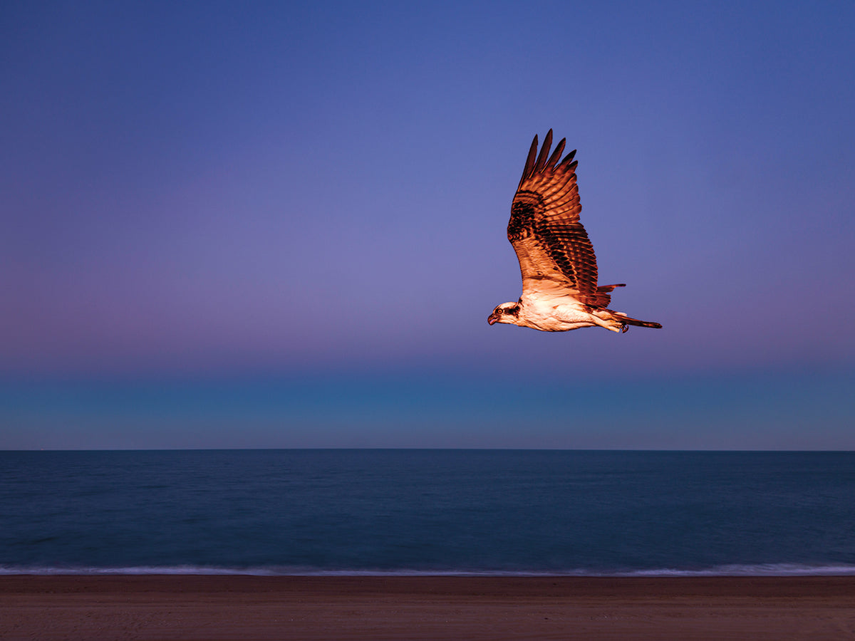 Baja Sea Osprey