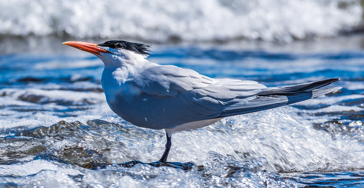 Royal Tern Baja Lienzo