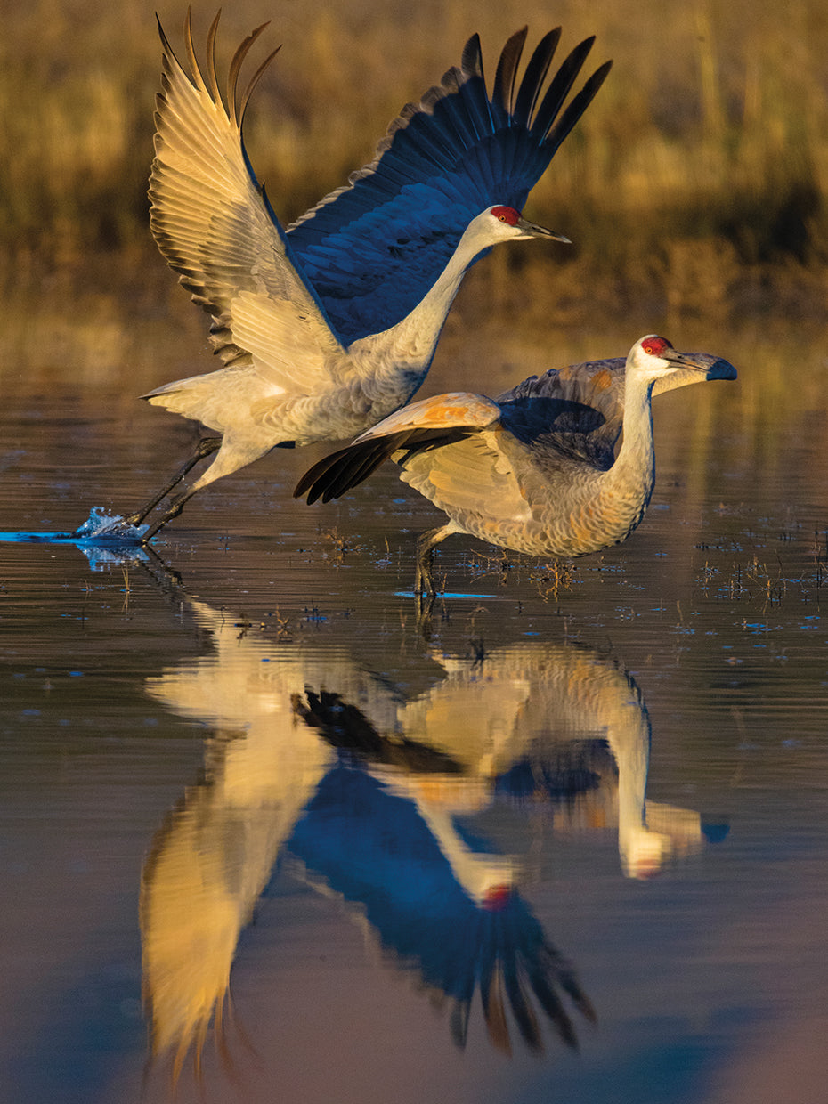 Sandhill Crane Pair