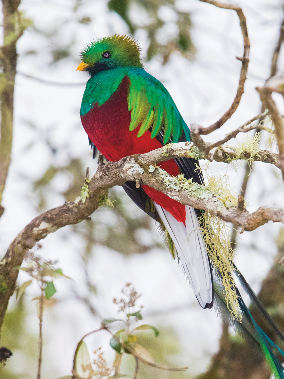 Quetzal Costa Rica