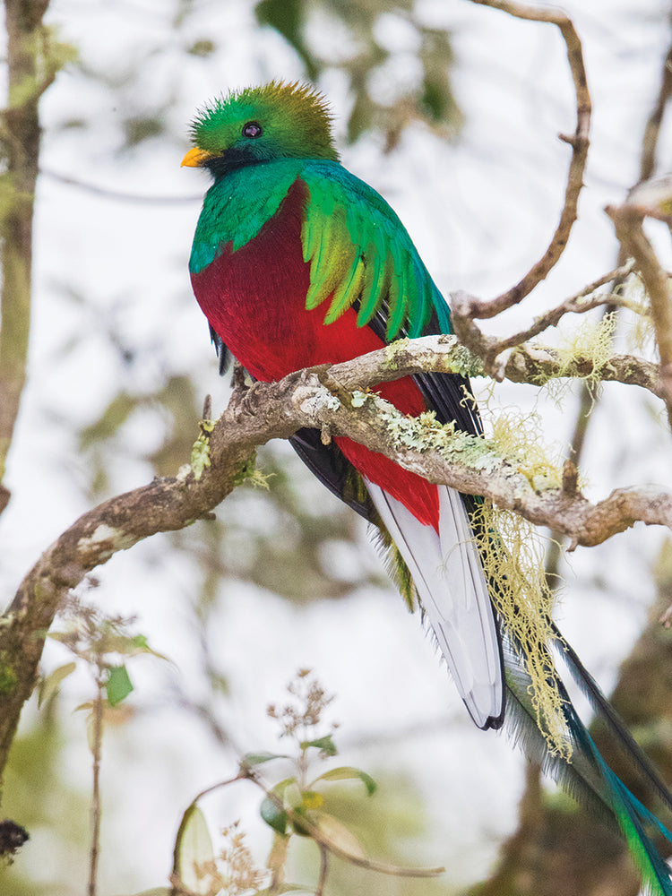 Quetzal Costa Rica Lienzo