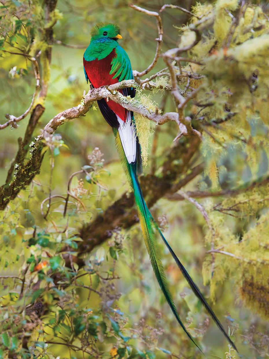 Tropical Quetzal